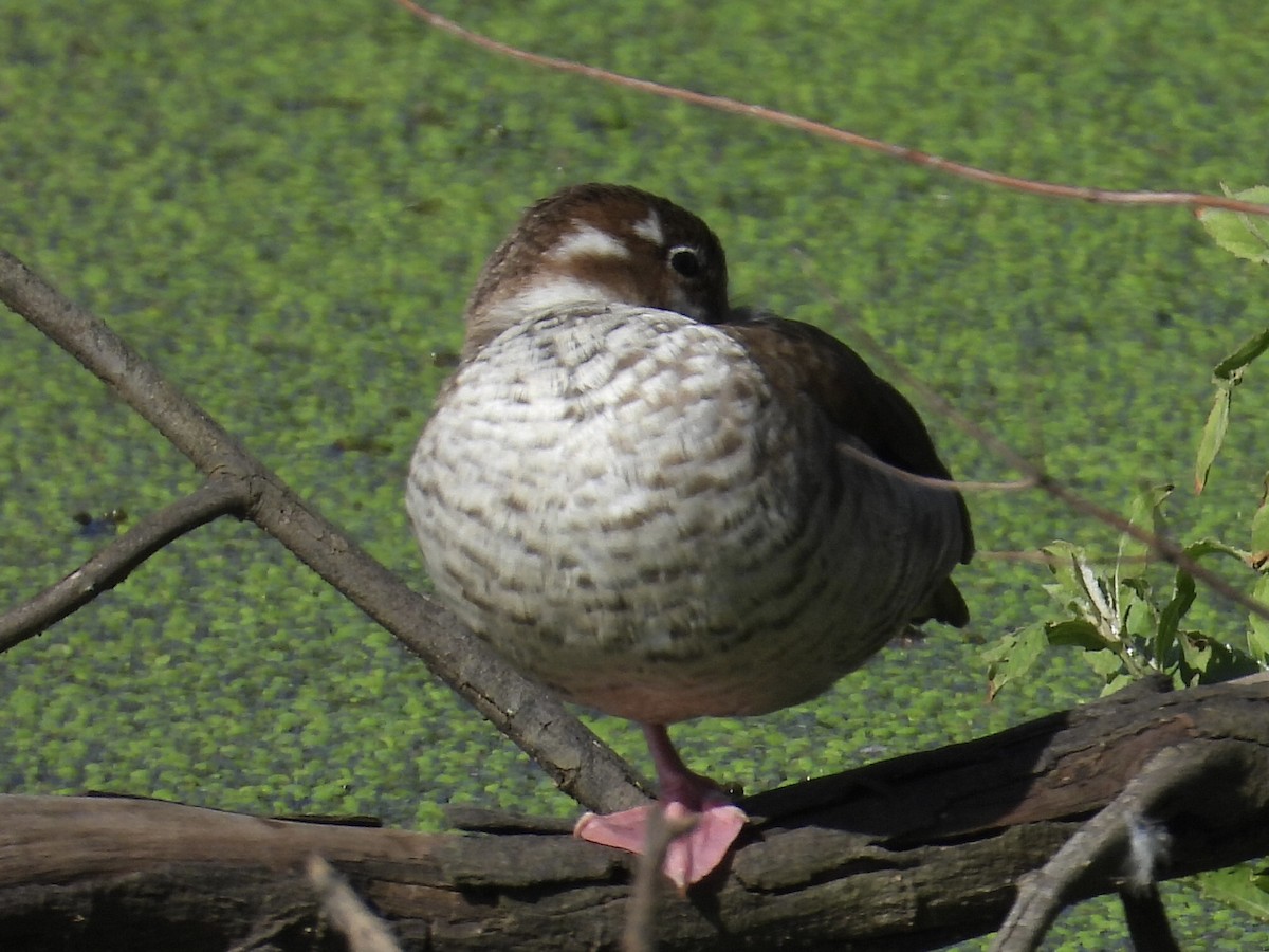 Ringed Teal - ML638600899