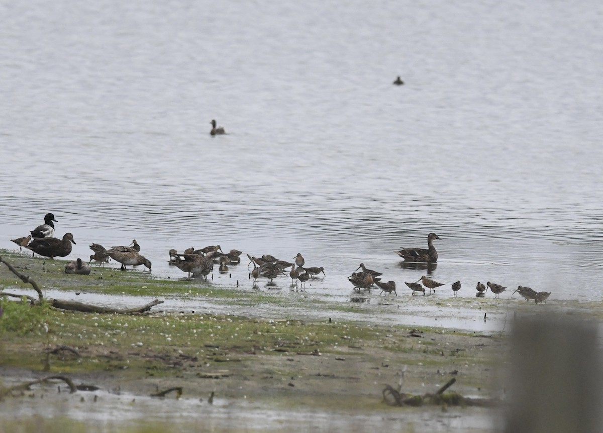 Short-billed Dowitcher - ML638600945