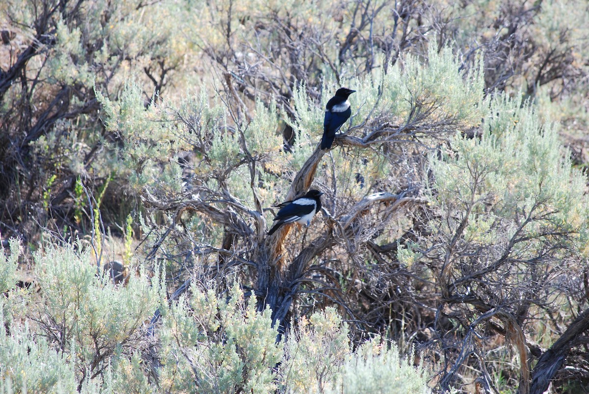 Black-billed Magpie - ML638600955