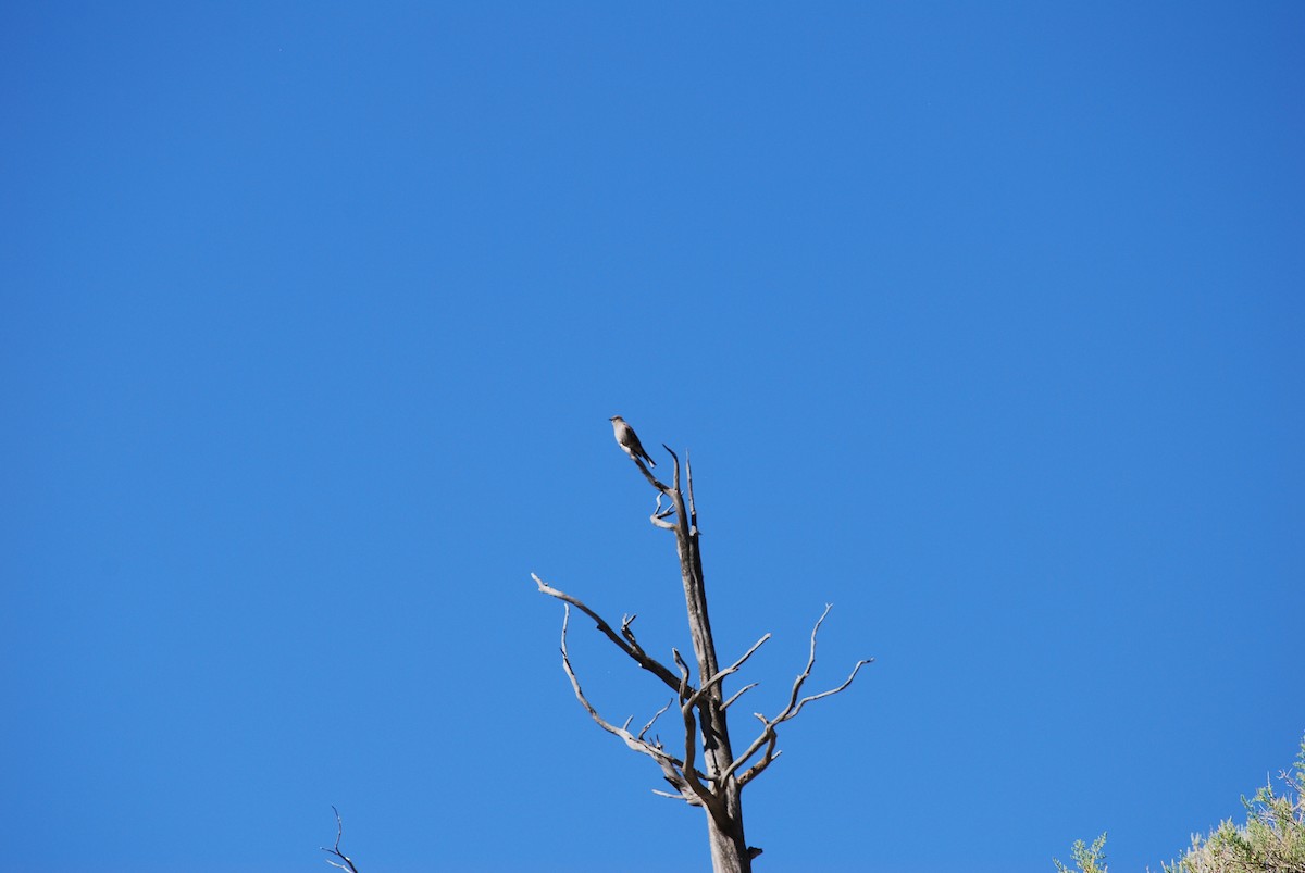Townsend's Solitaire - ML638600961