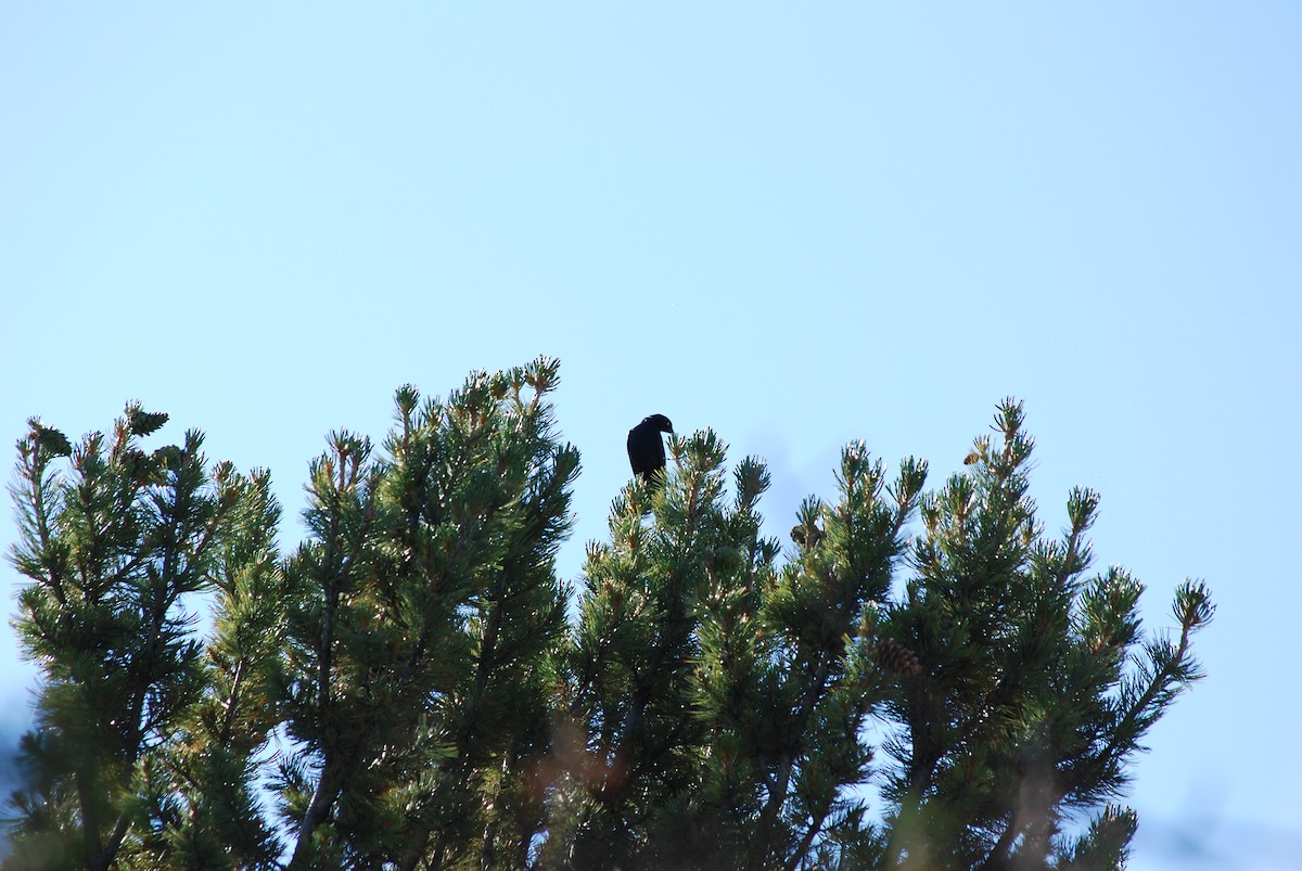 Brewer's Blackbird - ML638600967