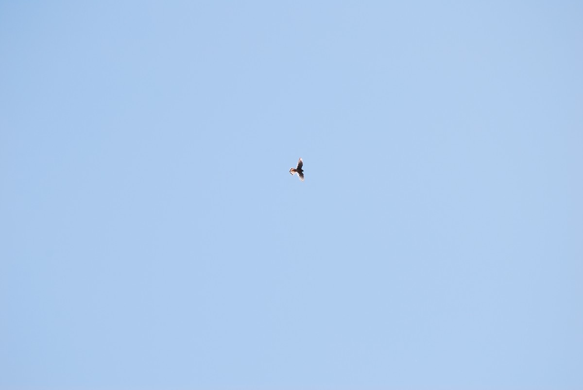 American Kestrel - ML638600991