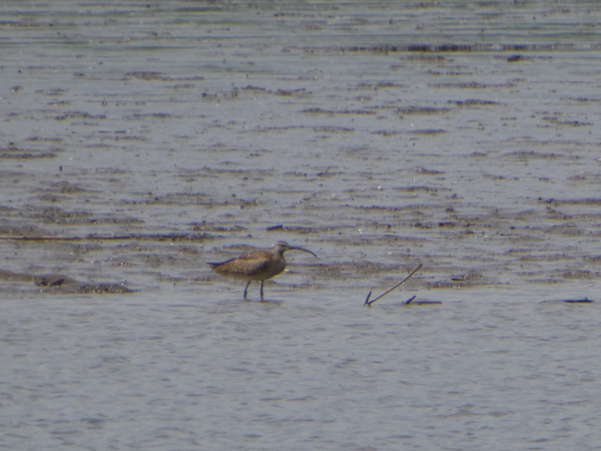 Whimbrel (Hudsonian) - ML638601011