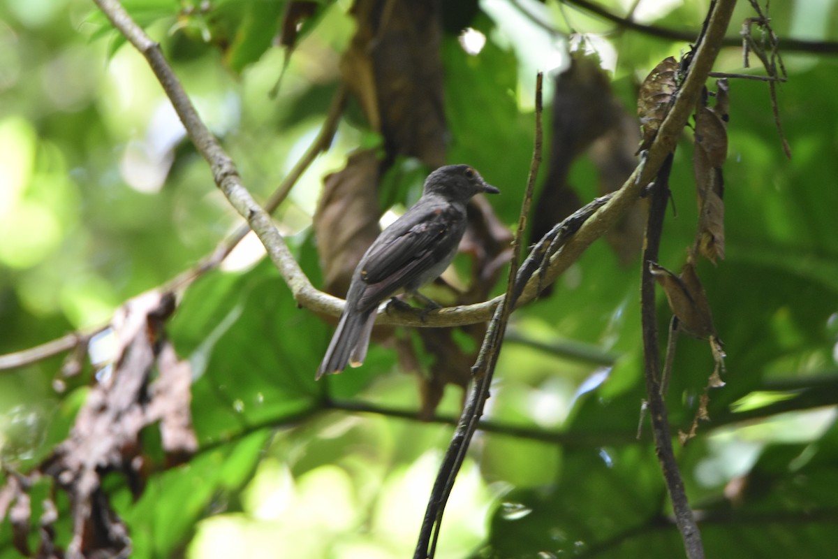 Cinereous Mourner - ML638601019