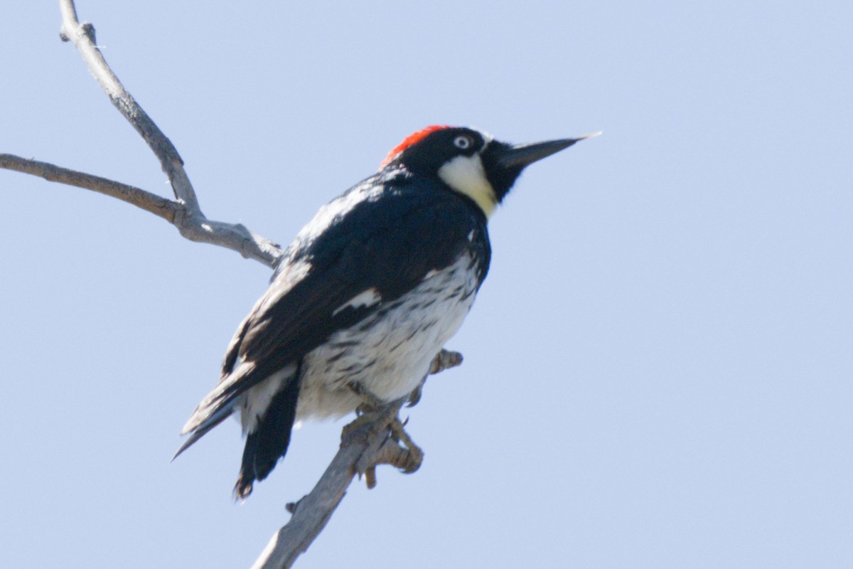 Acorn Woodpecker - ML638601040