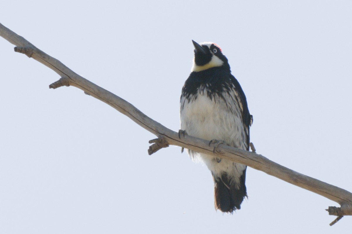 Acorn Woodpecker - ML638601041