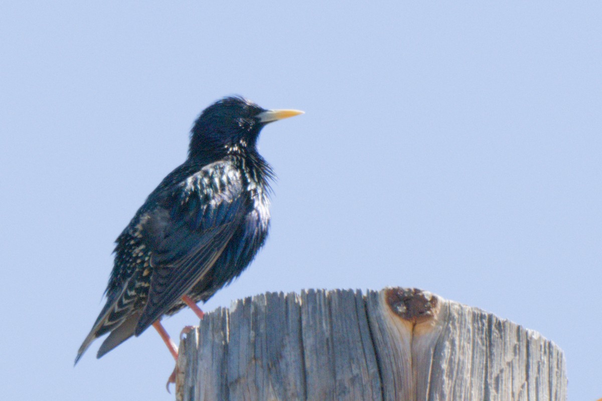 European Starling - ML638601042