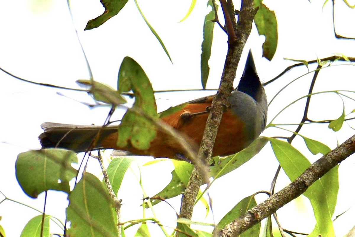 Black-faced Monarch - ML638601090