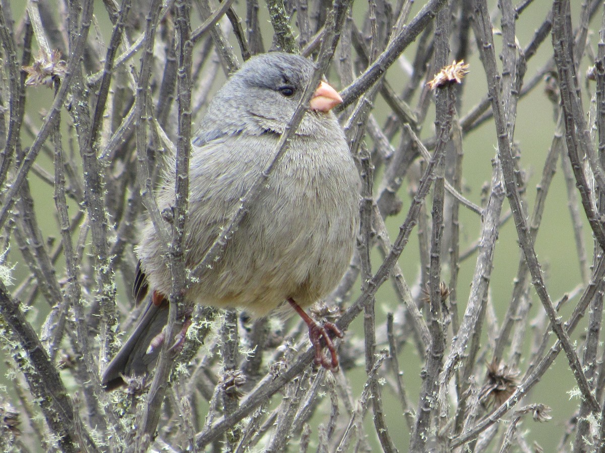 bergspurv - ML638601130