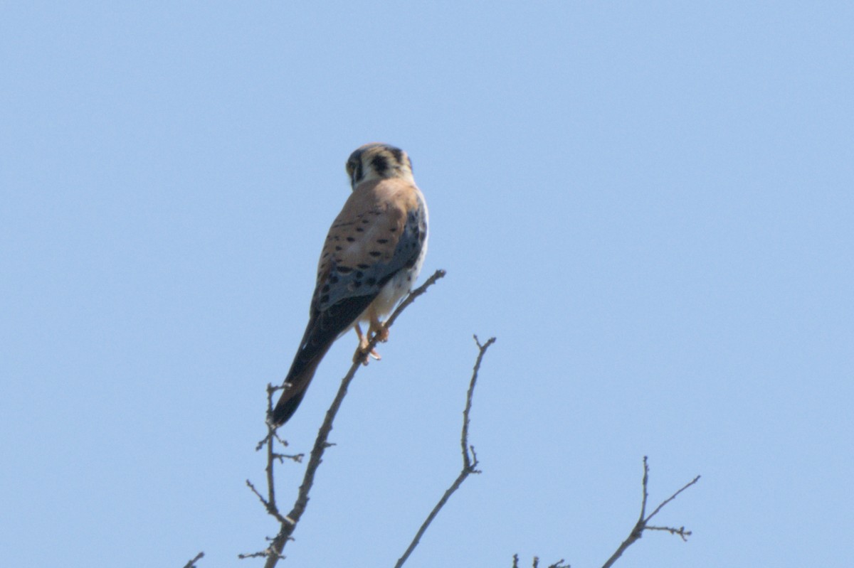 American Kestrel - ML638601198