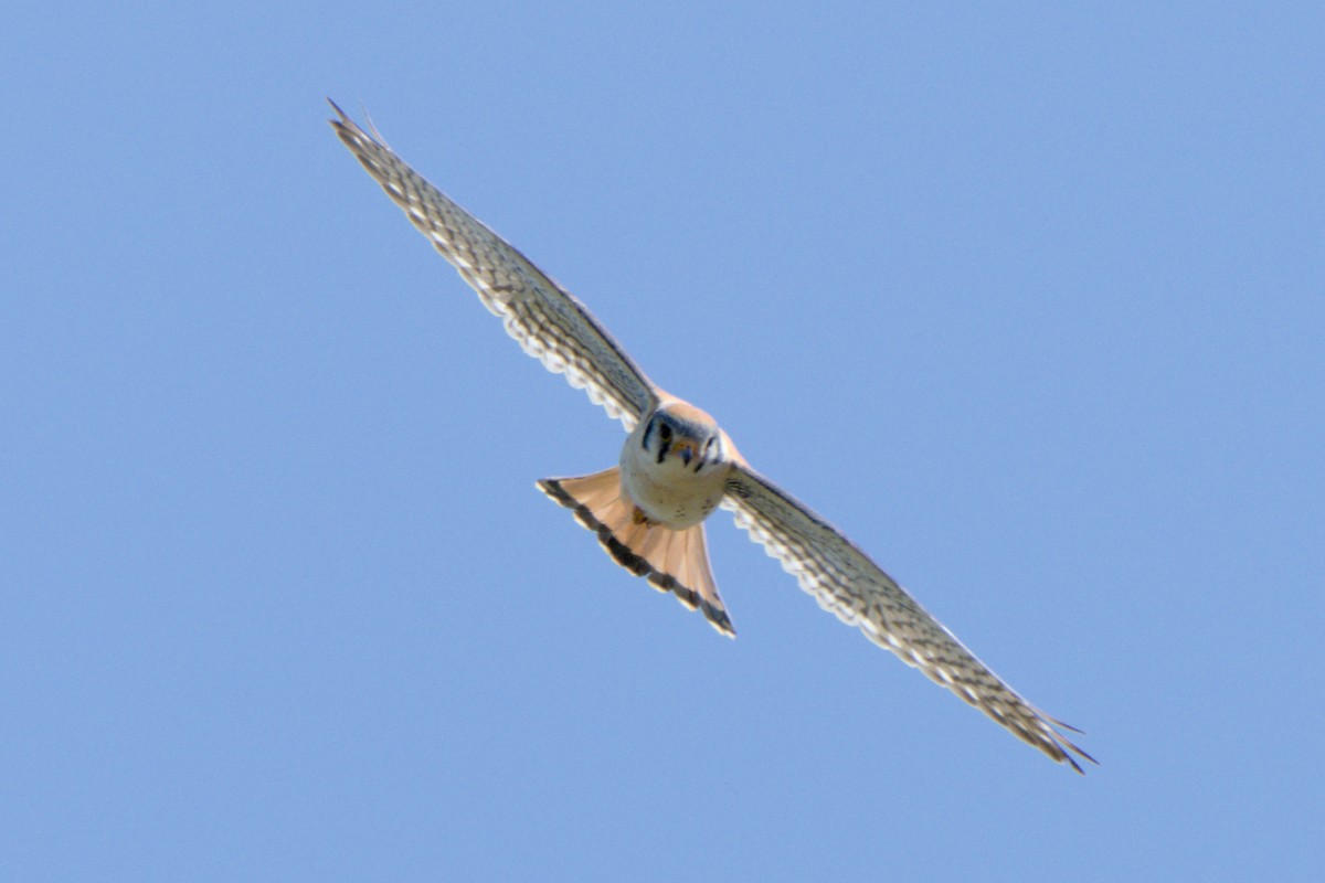 American Kestrel - ML638601200