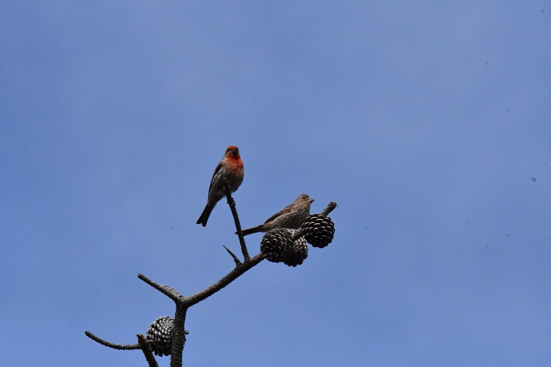 House Finch - ML638601204