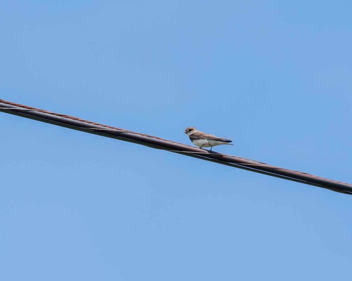 Bank Swallow - ML638601230