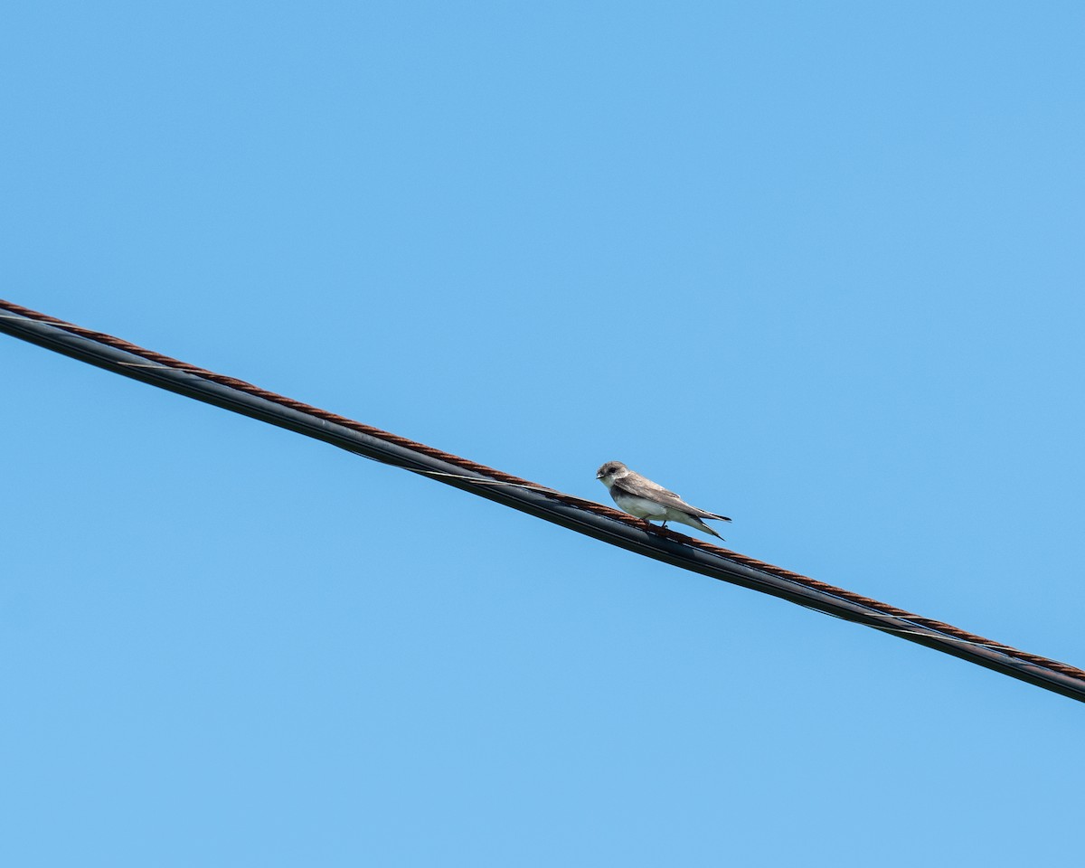 Bank Swallow - ML638601231