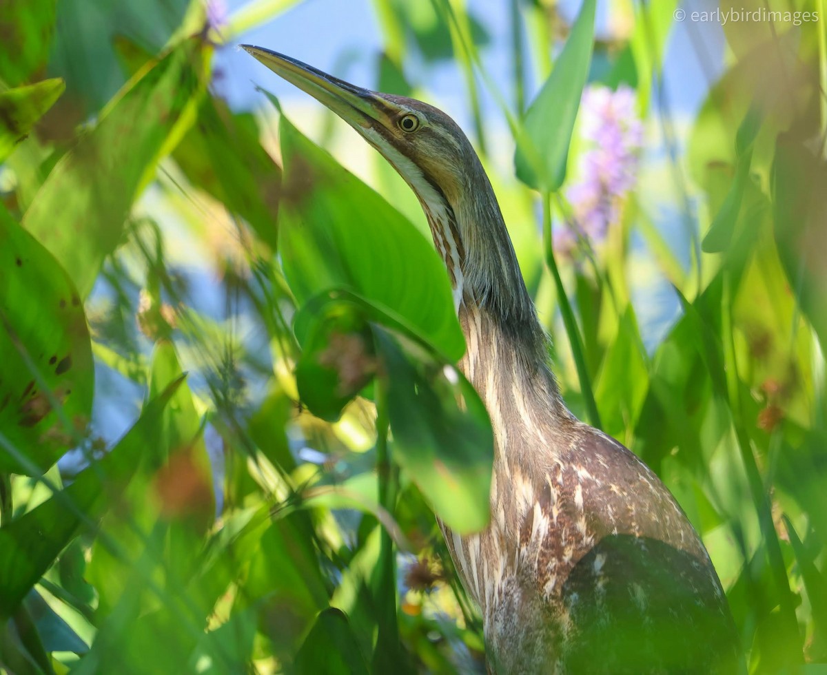 American Bittern - ML638601238