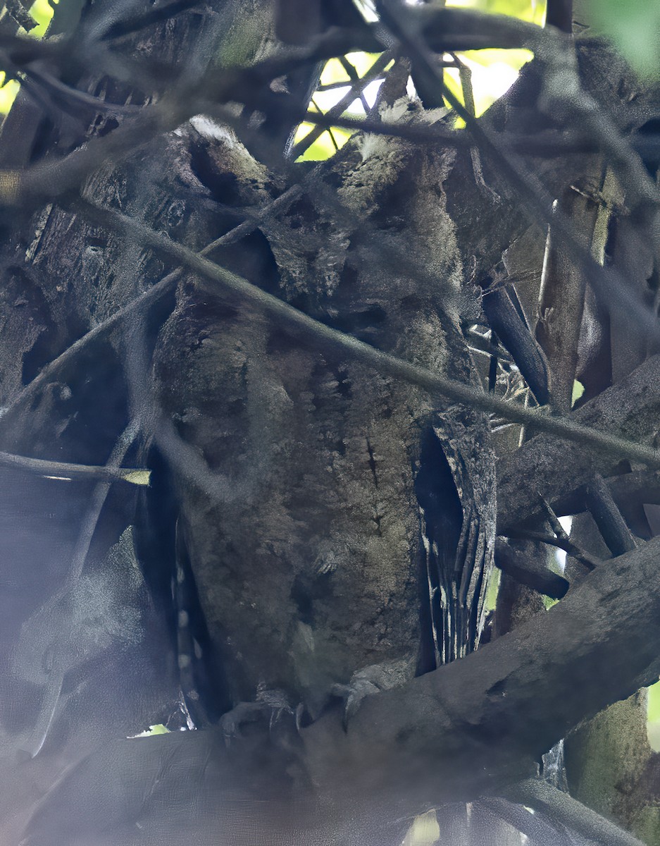 Everett's Scops-Owl - ML638601245