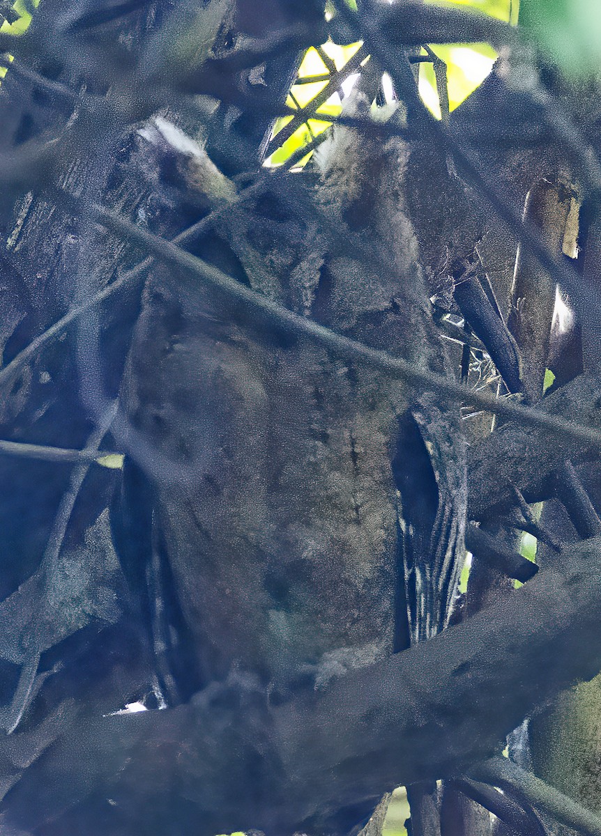 Everett's Scops-Owl - ML638601246
