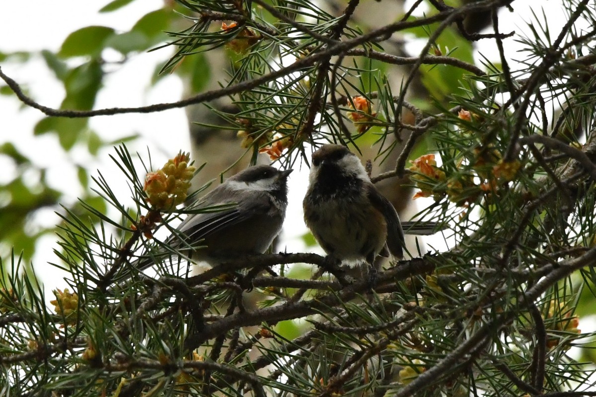 Gray-headed Chickadee - ML638601251