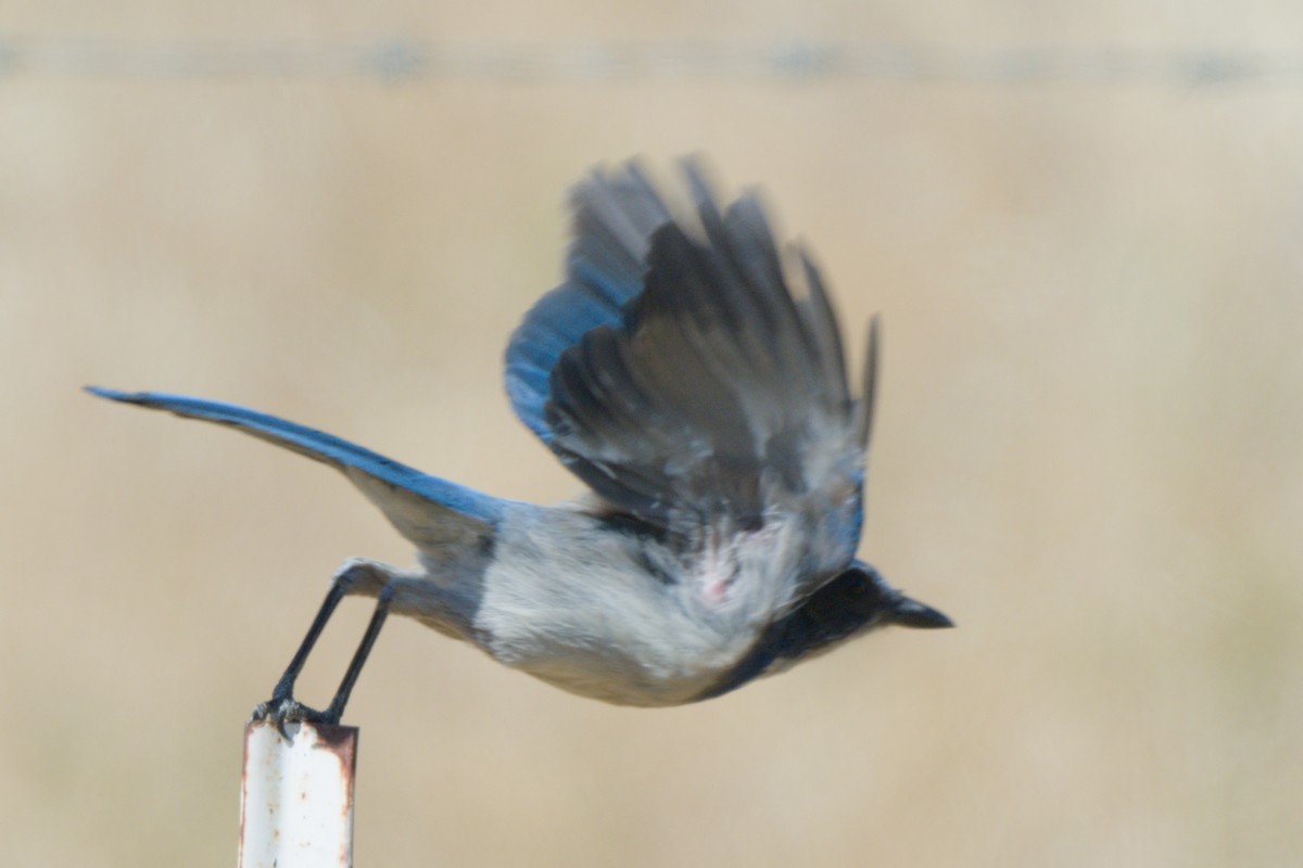 California Scrub-Jay - ML638601254