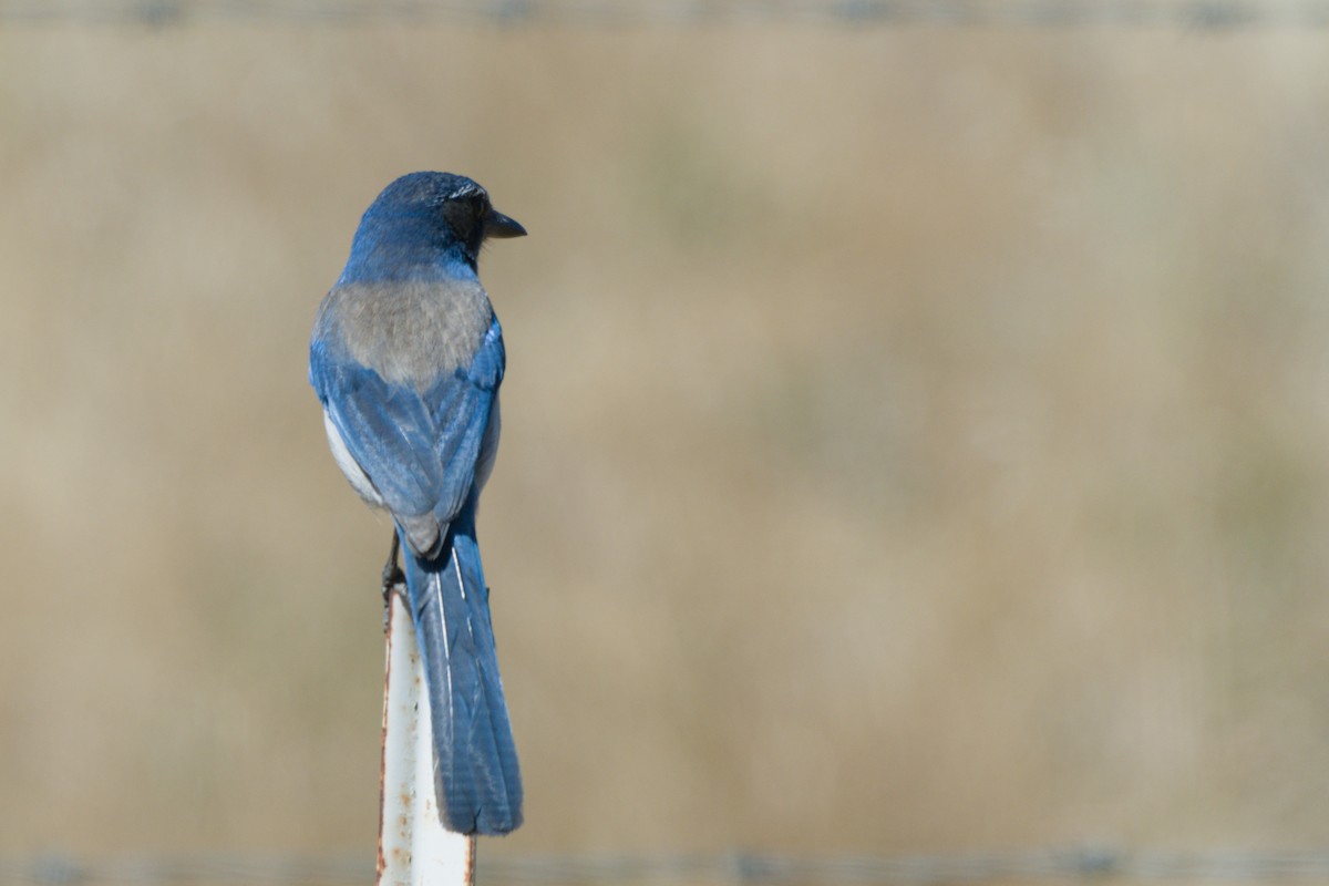 California Scrub-Jay - ML638601255