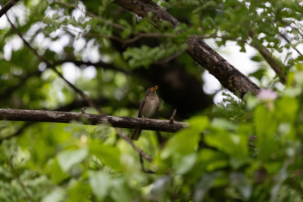 Spectacled Thrush - ML638601263