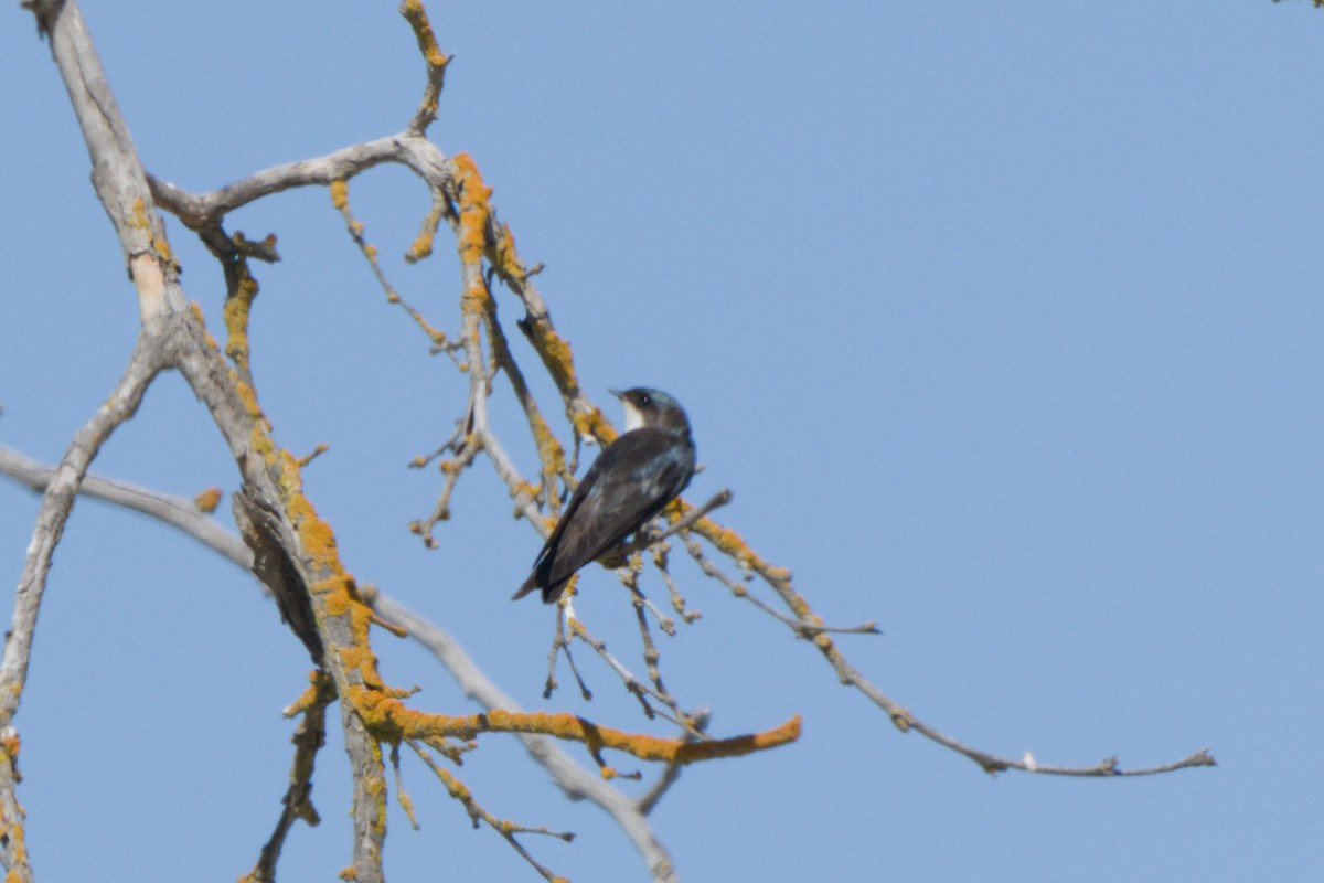 Tree Swallow - ML638601274
