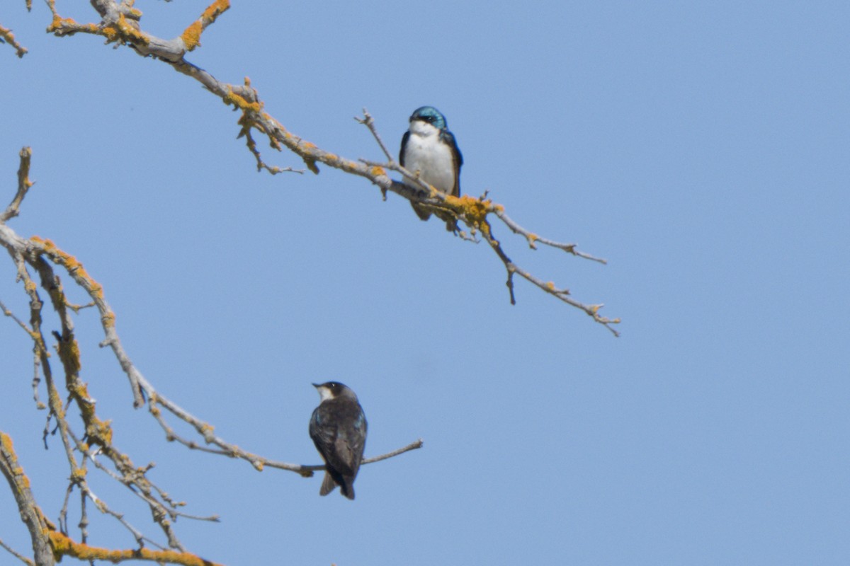 Tree Swallow - ML638601275