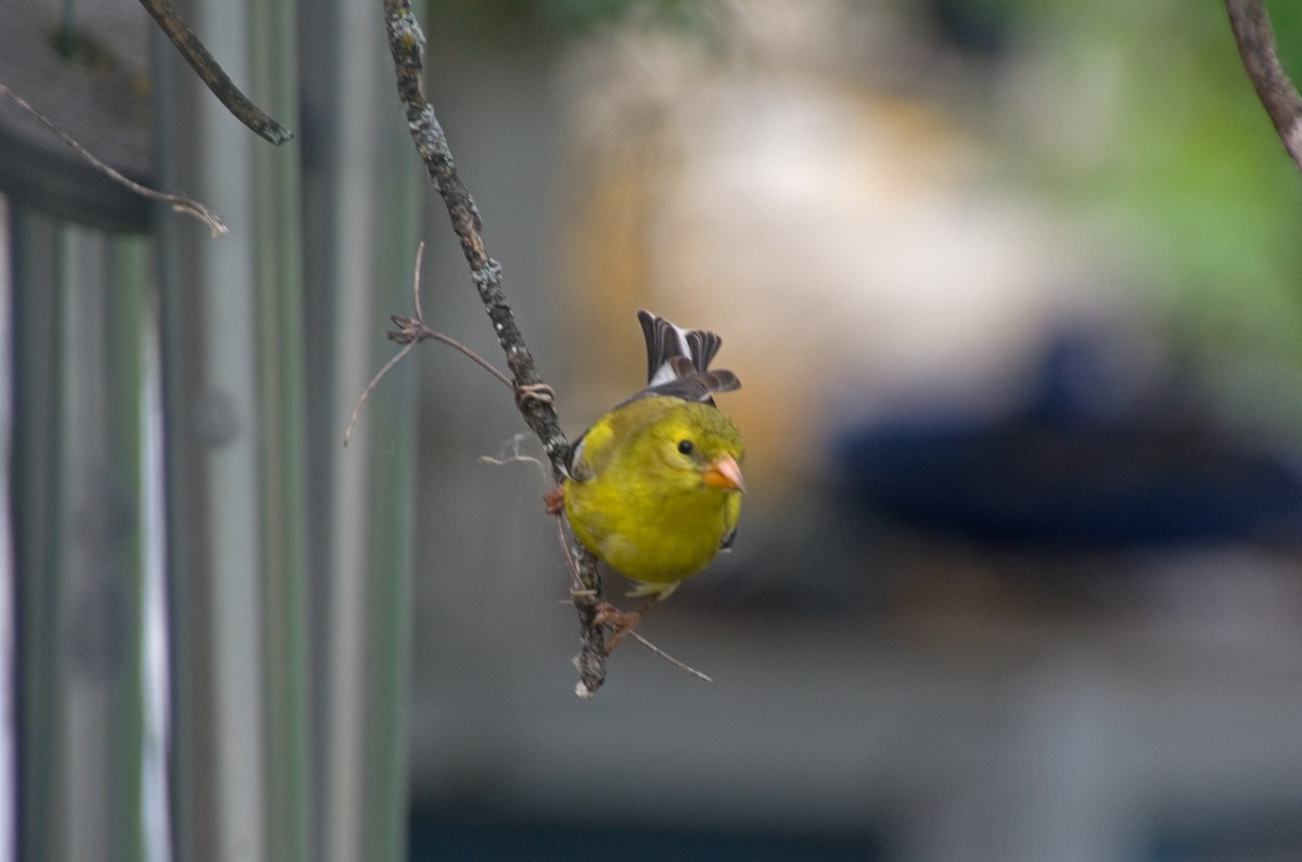 American Goldfinch - ML638601281