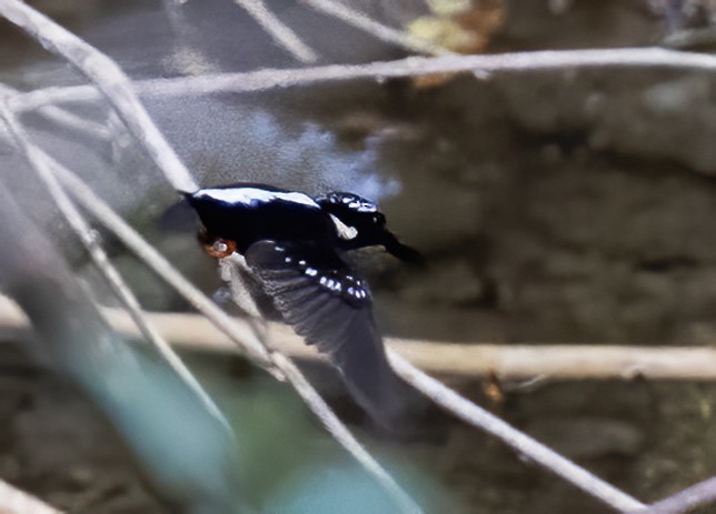 Northern Silvery-Kingfisher - ML638601301