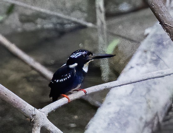 Northern Silvery-Kingfisher - ML638601302