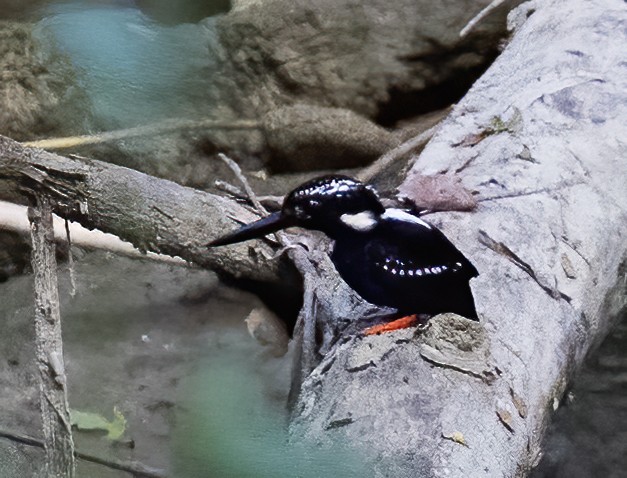 Northern Silvery-Kingfisher - ML638601303