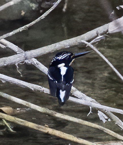 Northern Silvery-Kingfisher - ML638601304
