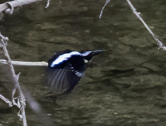 Northern Silvery-Kingfisher - ML638601305