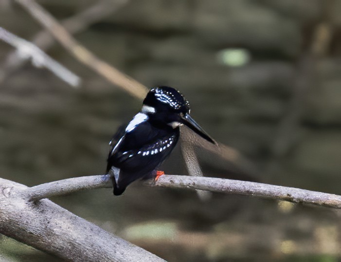 Northern Silvery-Kingfisher - ML638601306