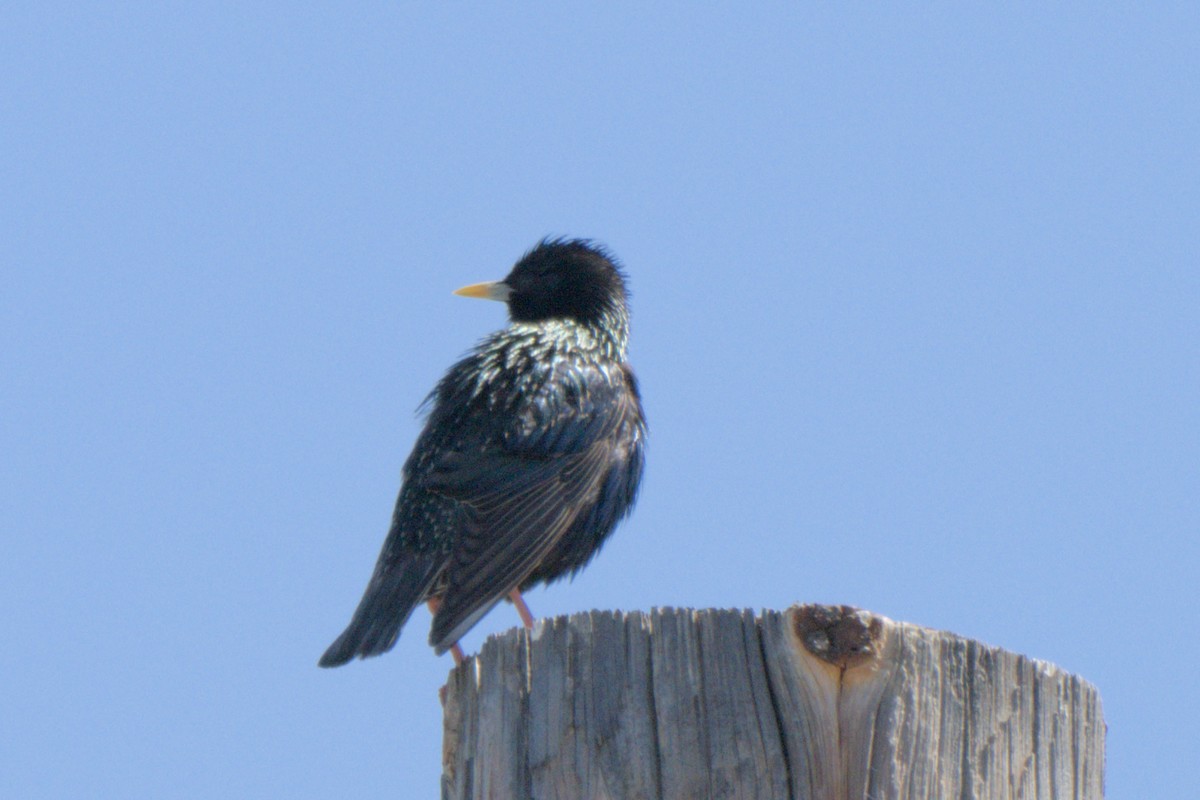 European Starling - ML638601308