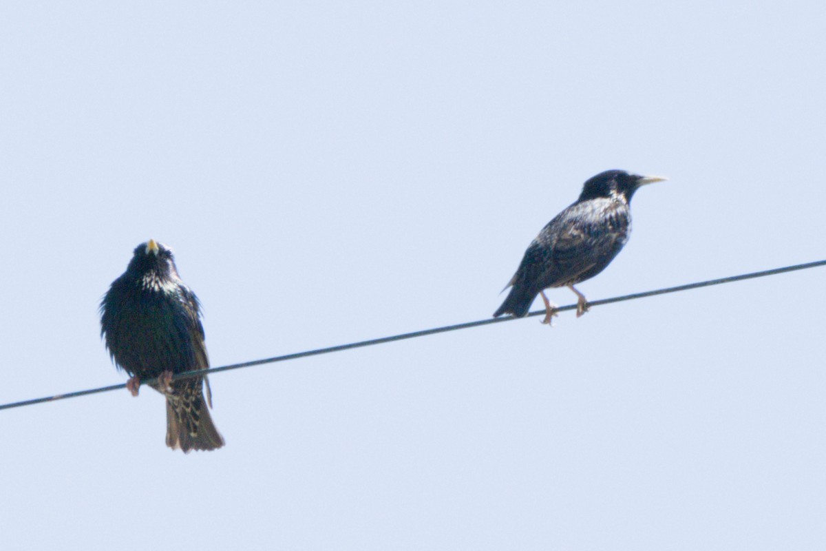 European Starling - ML638601309