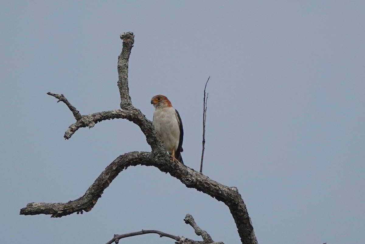 White-rumped Falcon - ML638601315