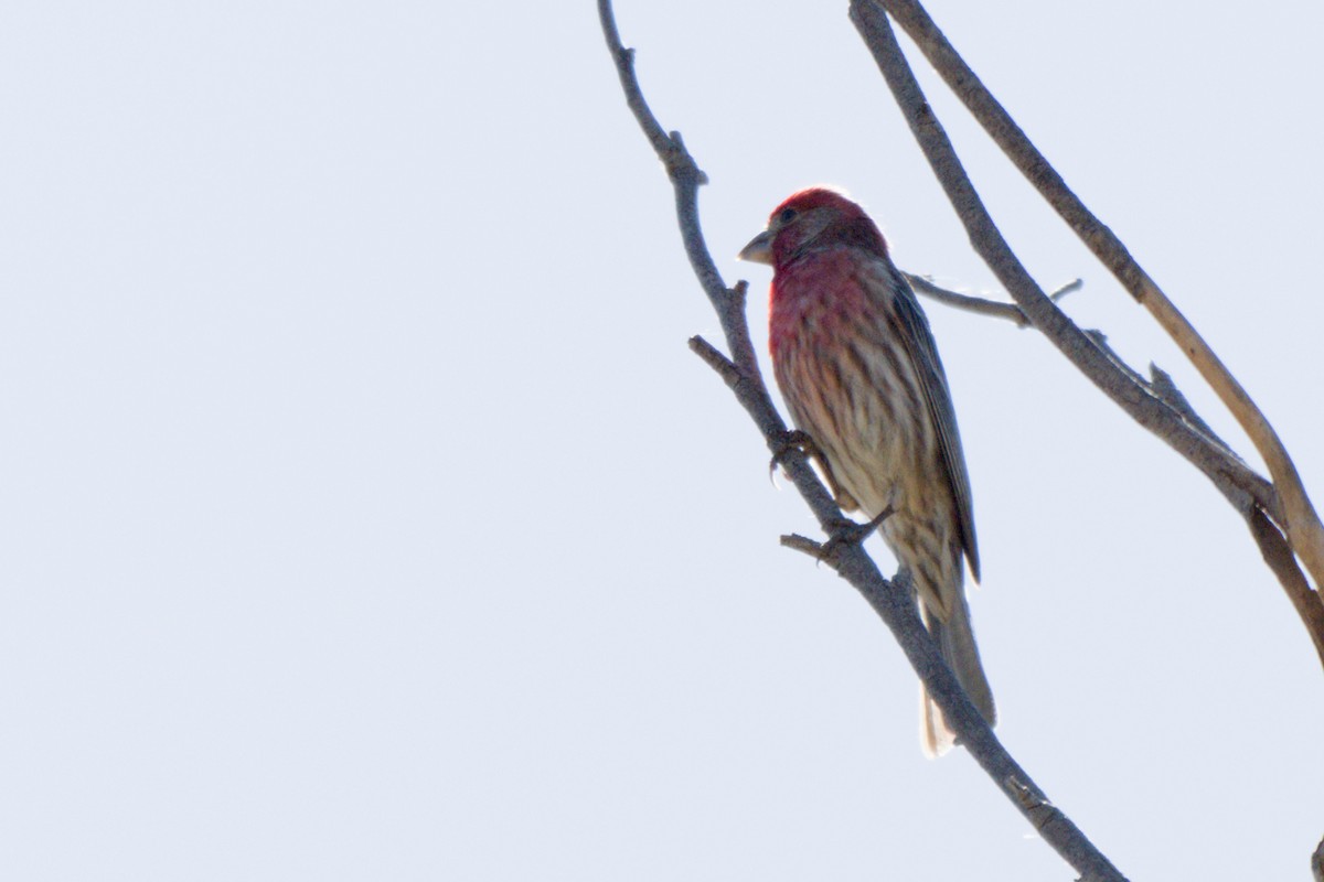 House Finch - ML638601330