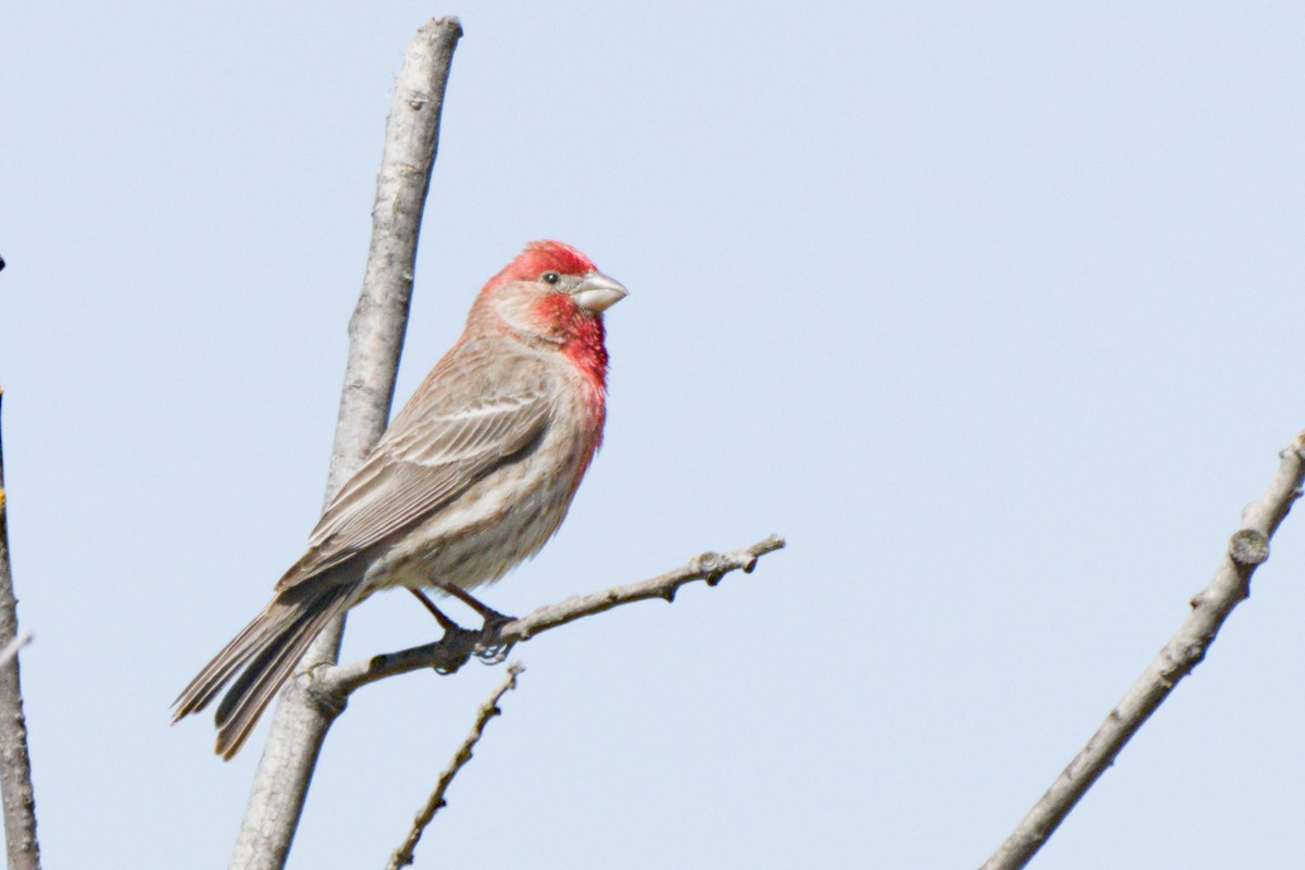 House Finch - ML638601331