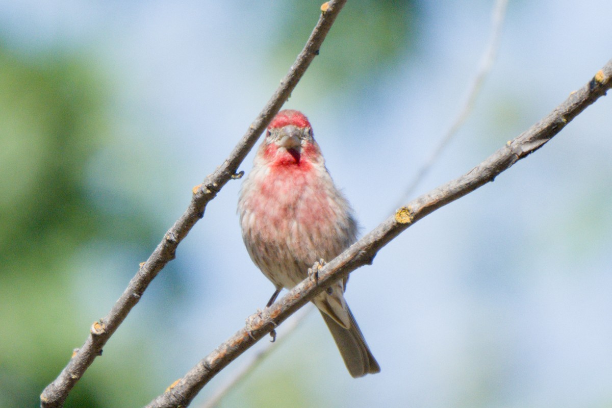 House Finch - ML638601332