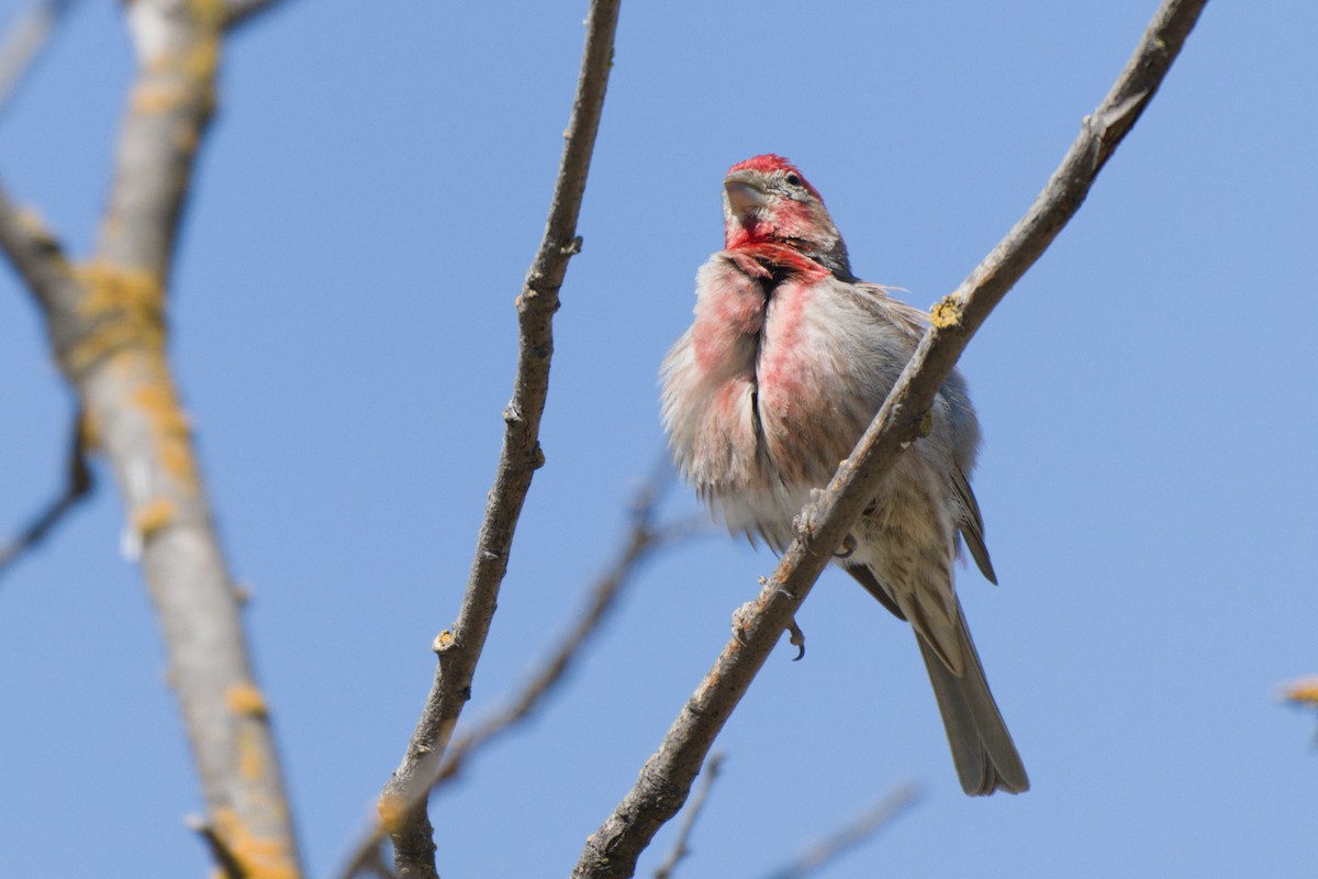 House Finch - ML638601334