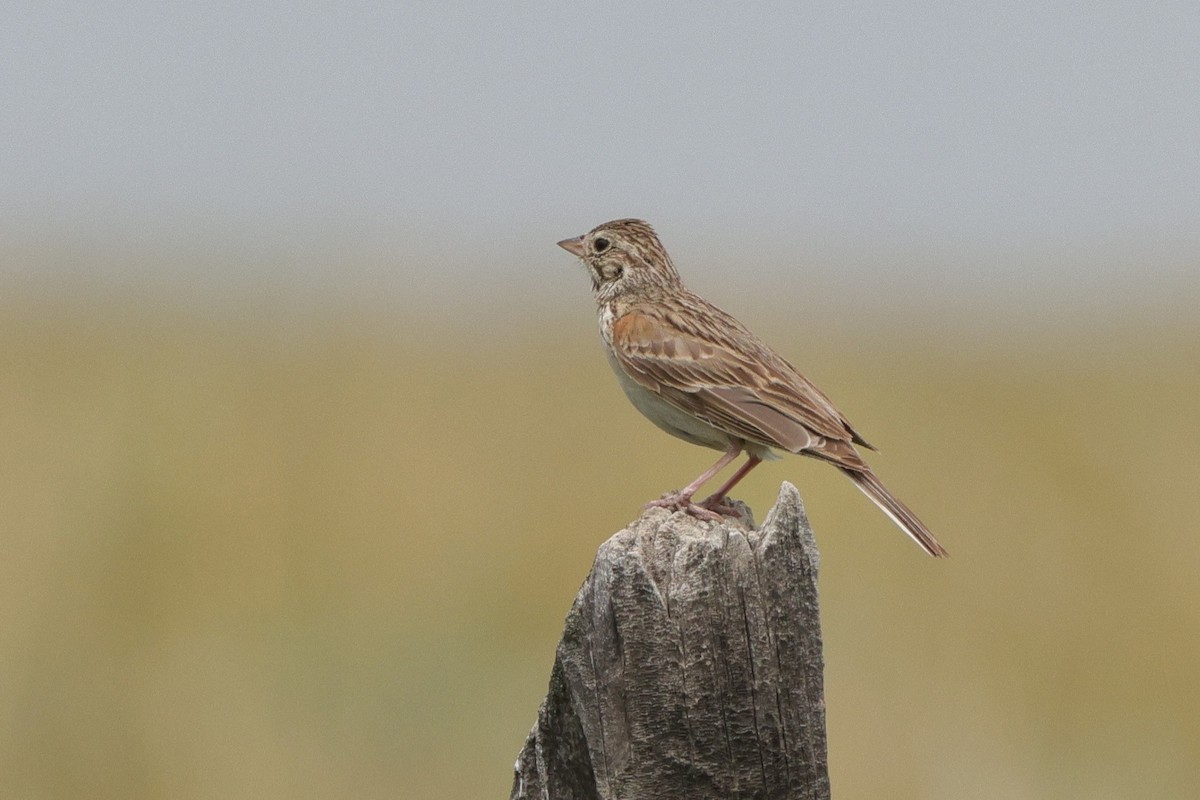 Vesper Sparrow - ML638601361