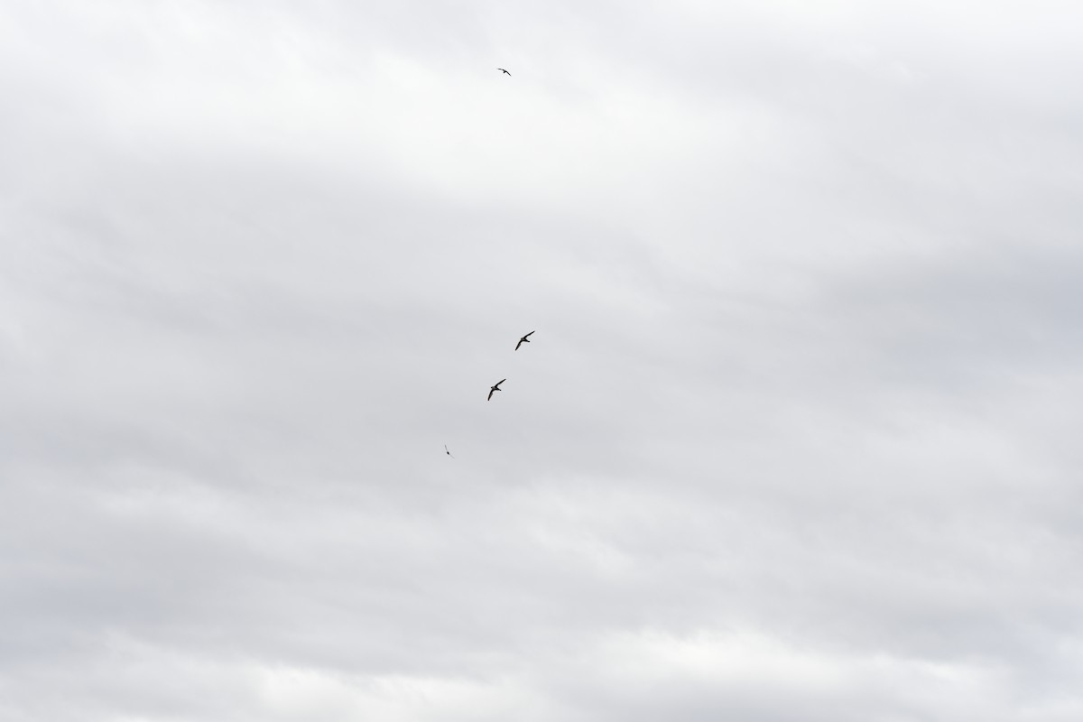 White-throated Swift - ML638601389
