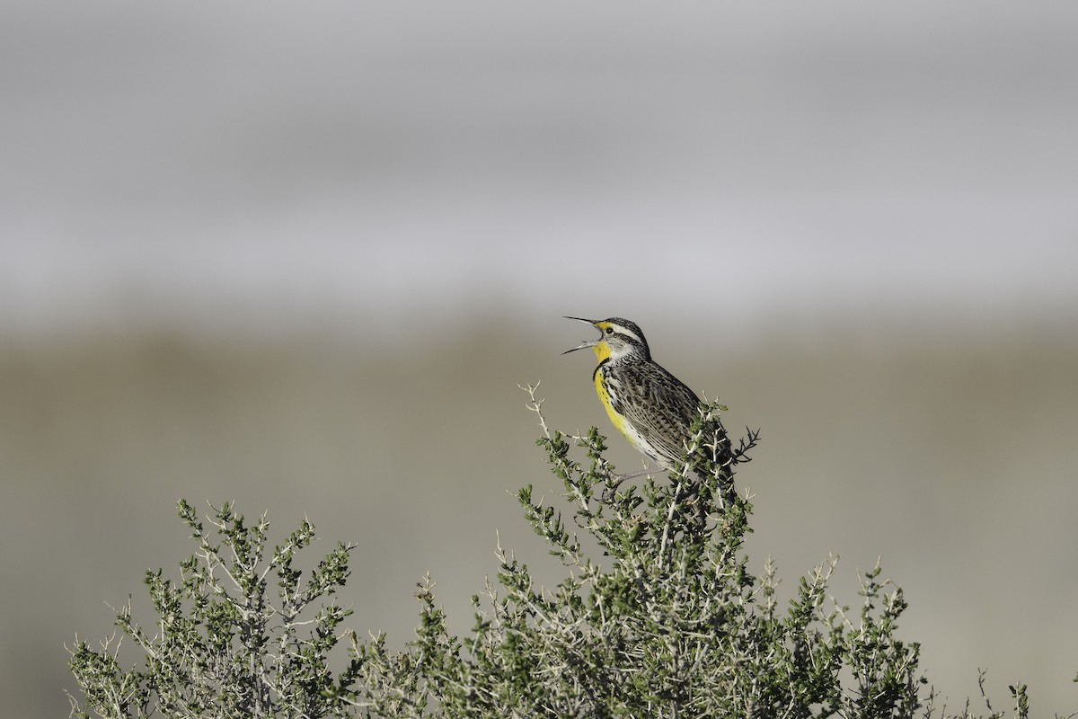 Western Meadowlark - ML638601393