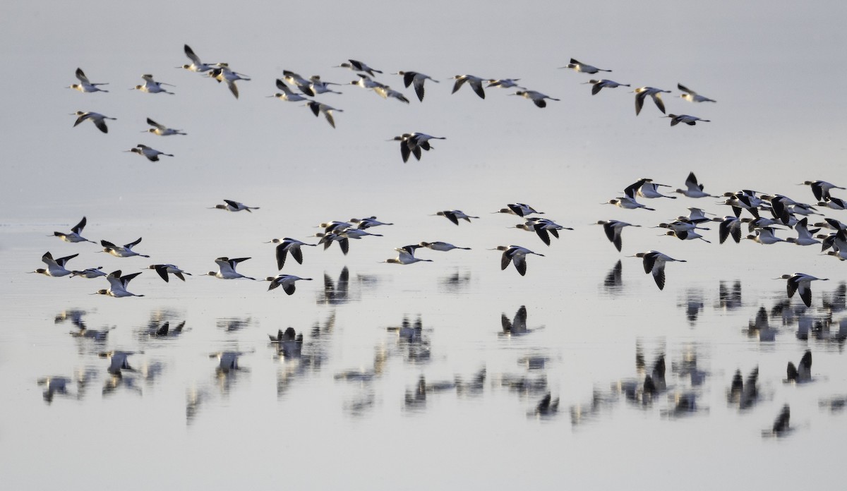 American Avocet - ML638601396
