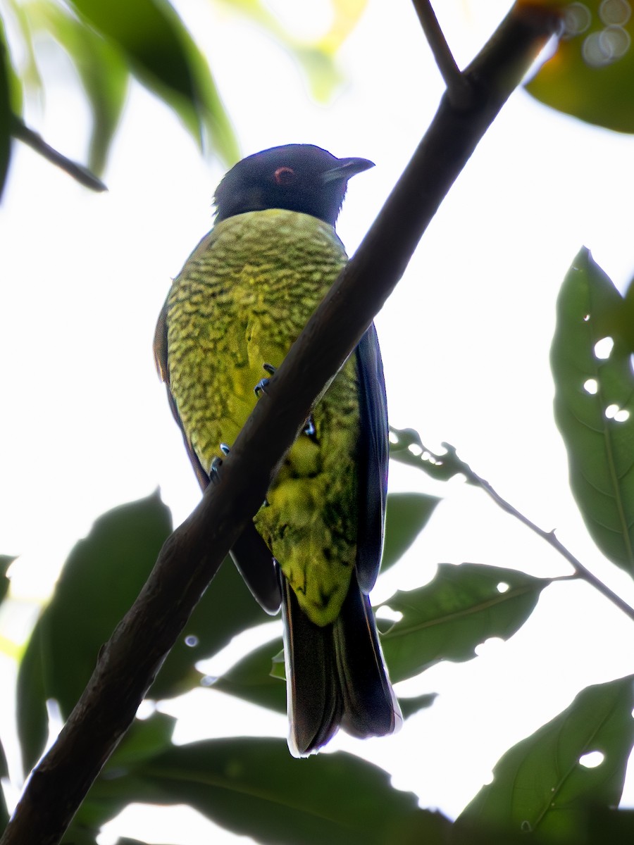 Black-headed Berryeater - ML638601460
