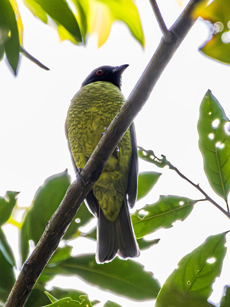 Black-headed Berryeater - ML638601461