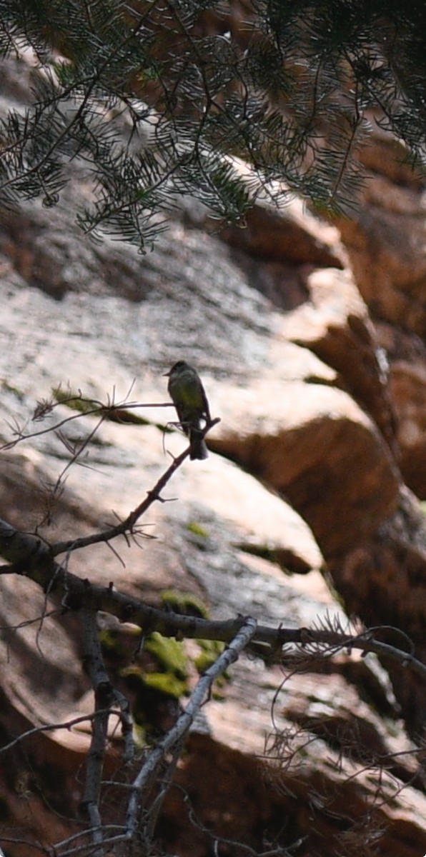 Western Flycatcher - ML638601480