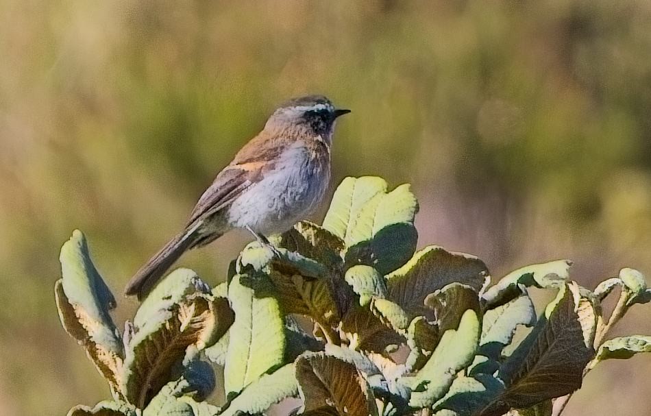 Rufous-breasted Chat-Tyrant - ML638601519