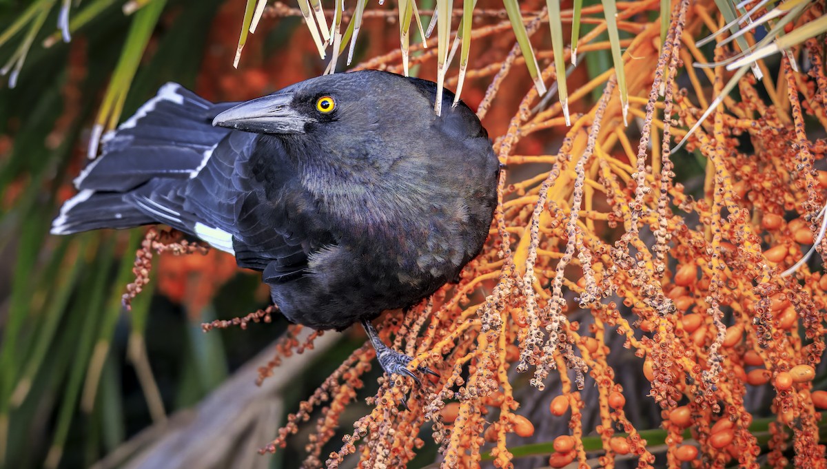 Pied Currawong - ML638601563